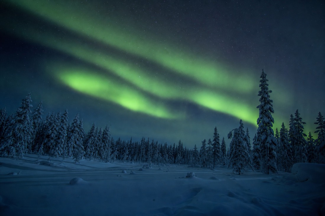 Green aurora over snow-covered spruce forest in Finnish Lapland