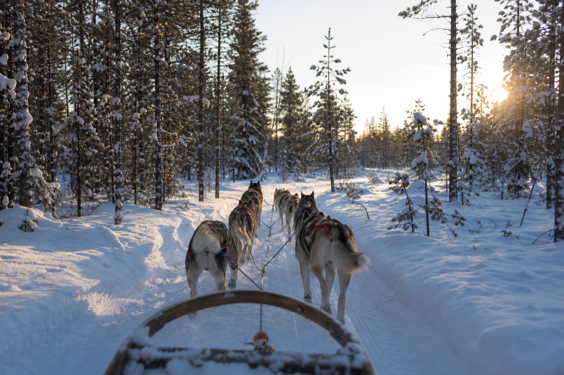 A husky team running along a snow trail through Lapland forest