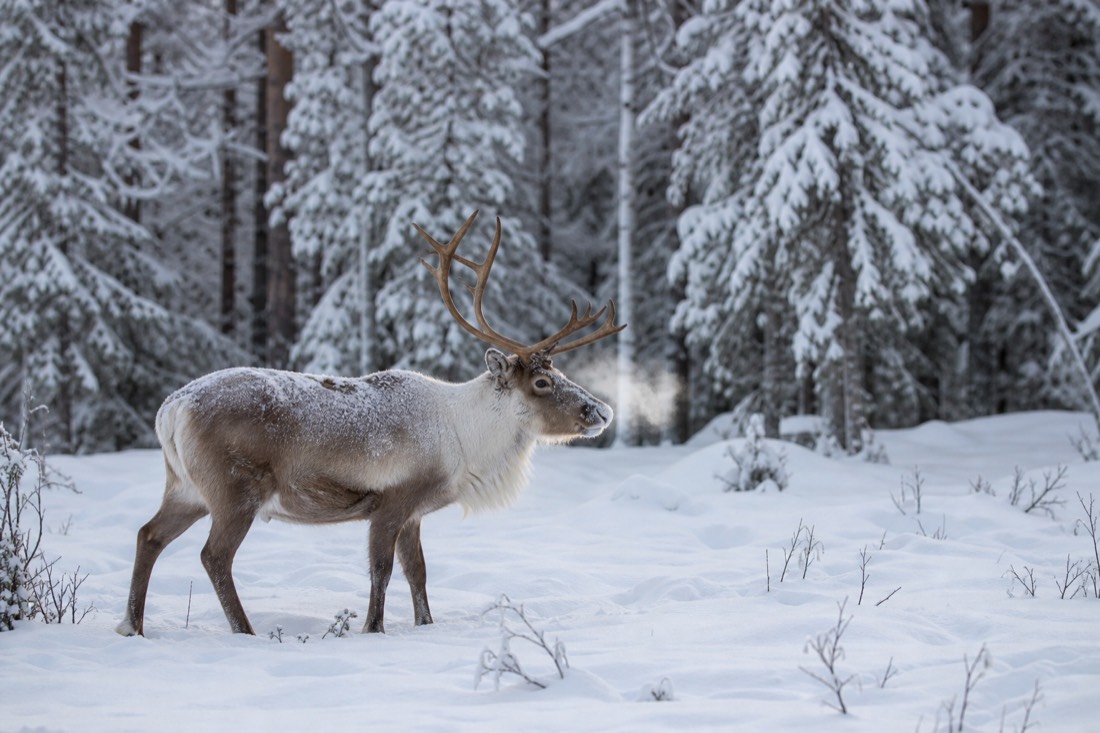 A reindeer standing in deep snow at the edge of a Lapland forest