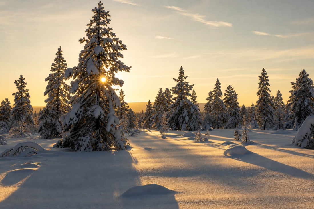Late afternoon sun through snow-covered spruce, long shadows across a Lapland clearing