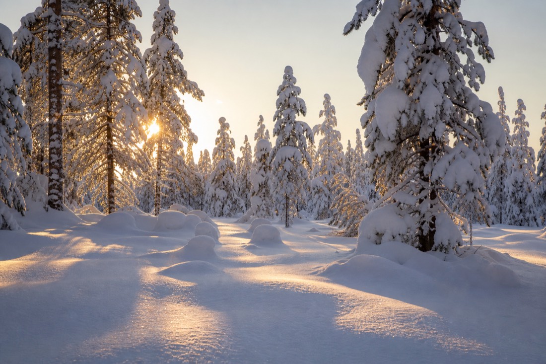 Late afternoon sun through snow-covered spruce, long shadows across a Lapland clearing