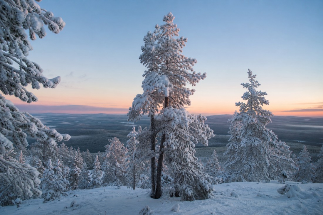 A stand of frost-covered pine on a Lapland ridge under a cold clear sky