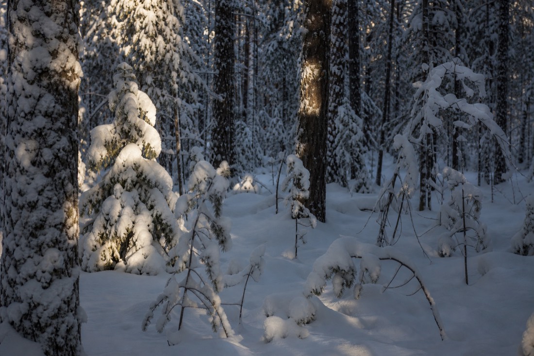 A quiet Lapland forest interior after fresh snow, no tracks anywhere