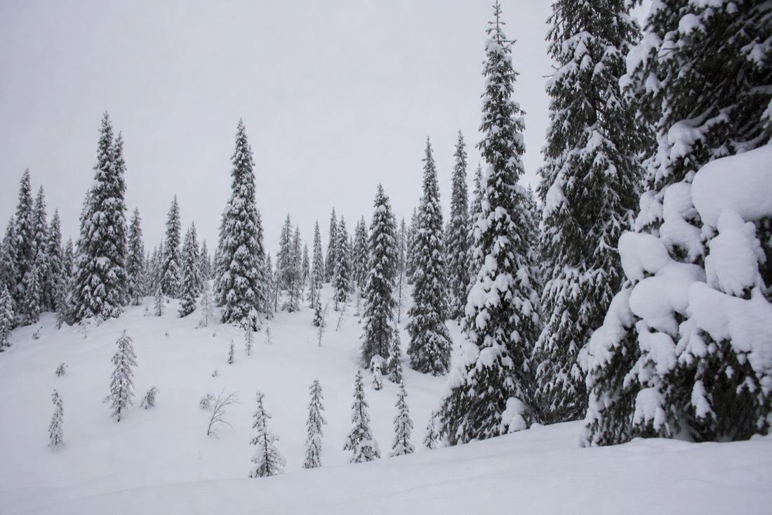 Snow-heavy spruce trees standing on a Lapland fell in flat overcast light