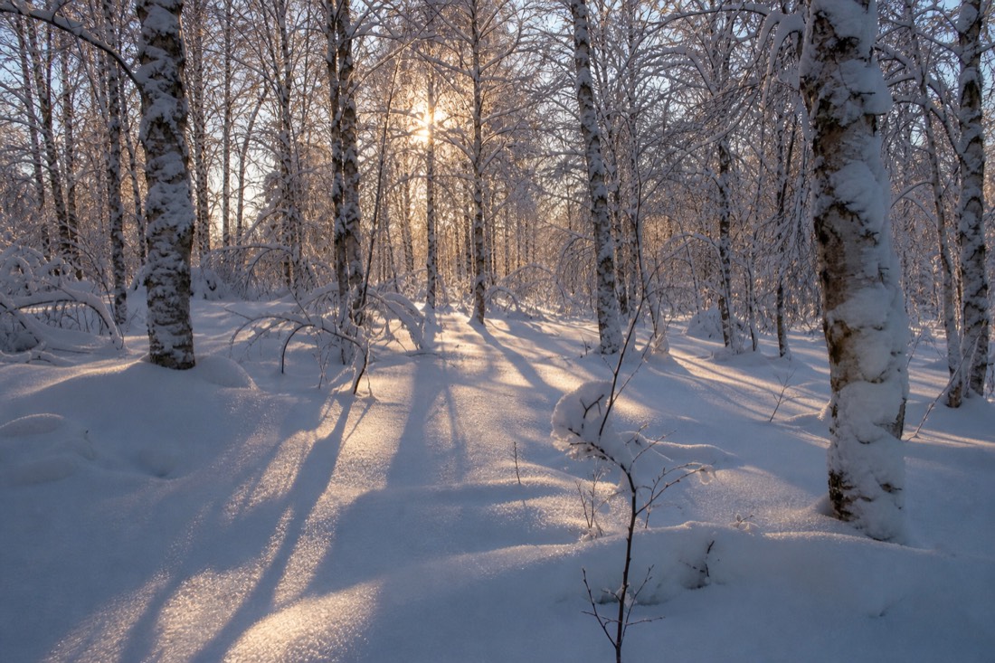 Deep untouched powder in a Lapland birch stand, long blue shadows in low winter sun
