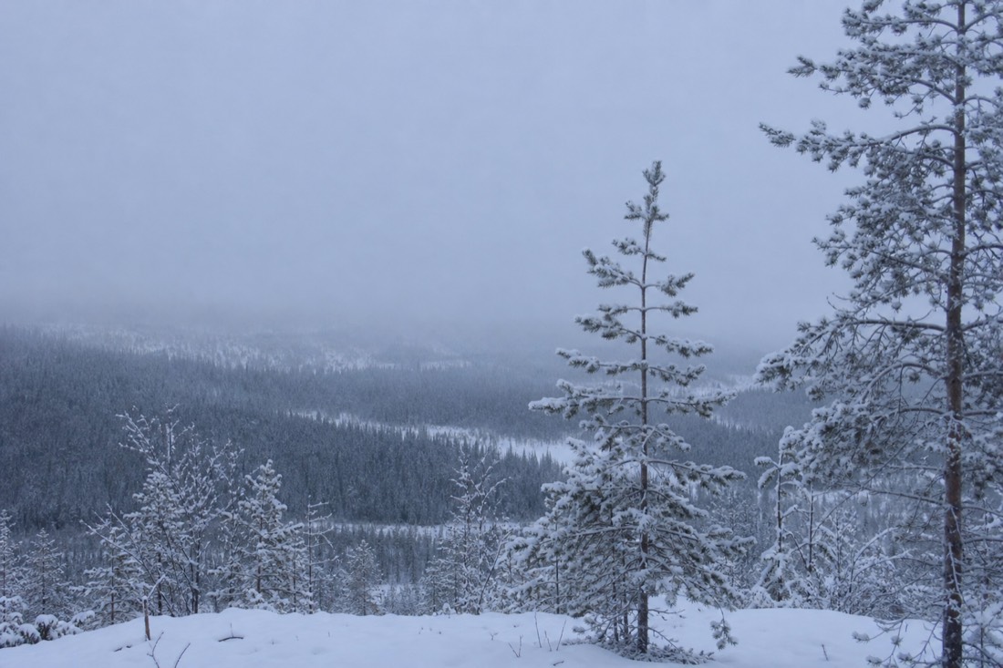 Snow-covered Finnish Lapland landscape in natural winter light