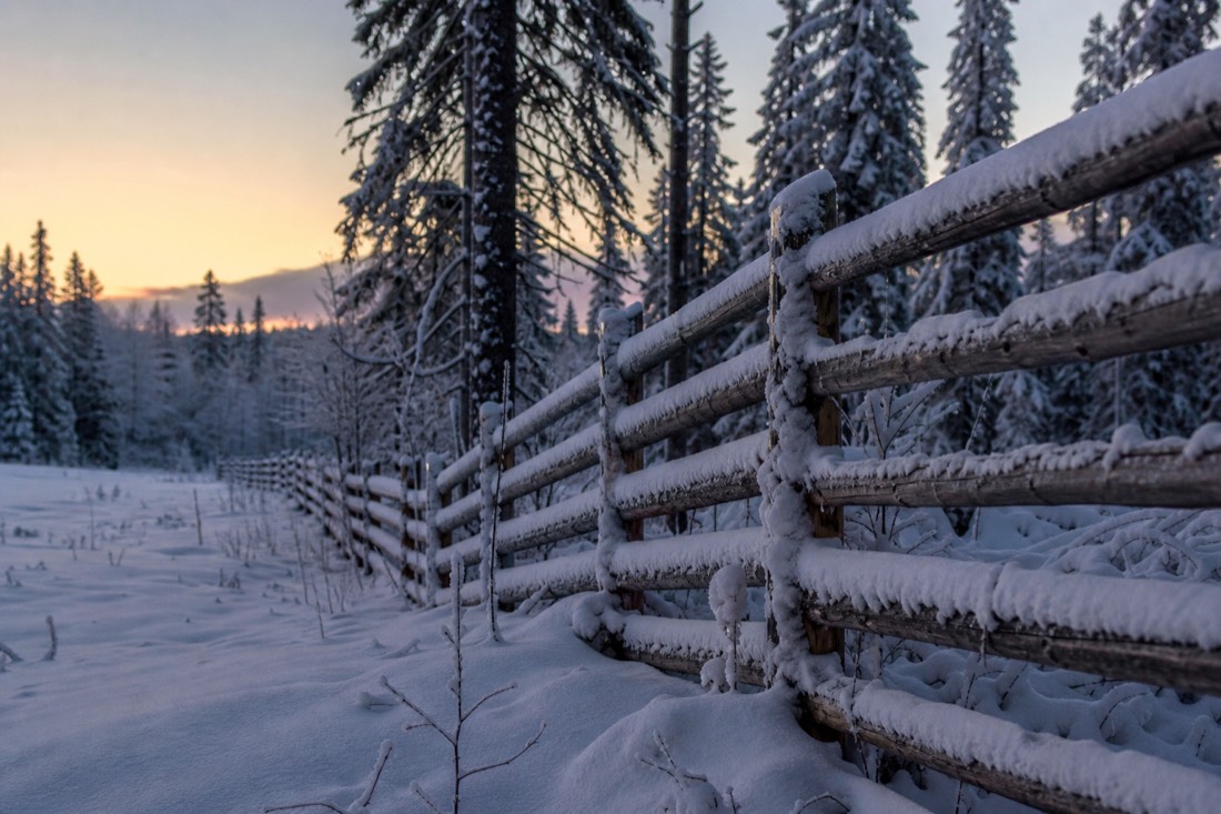 A snow-covered wooden fence line running into Lapland forest at dusk