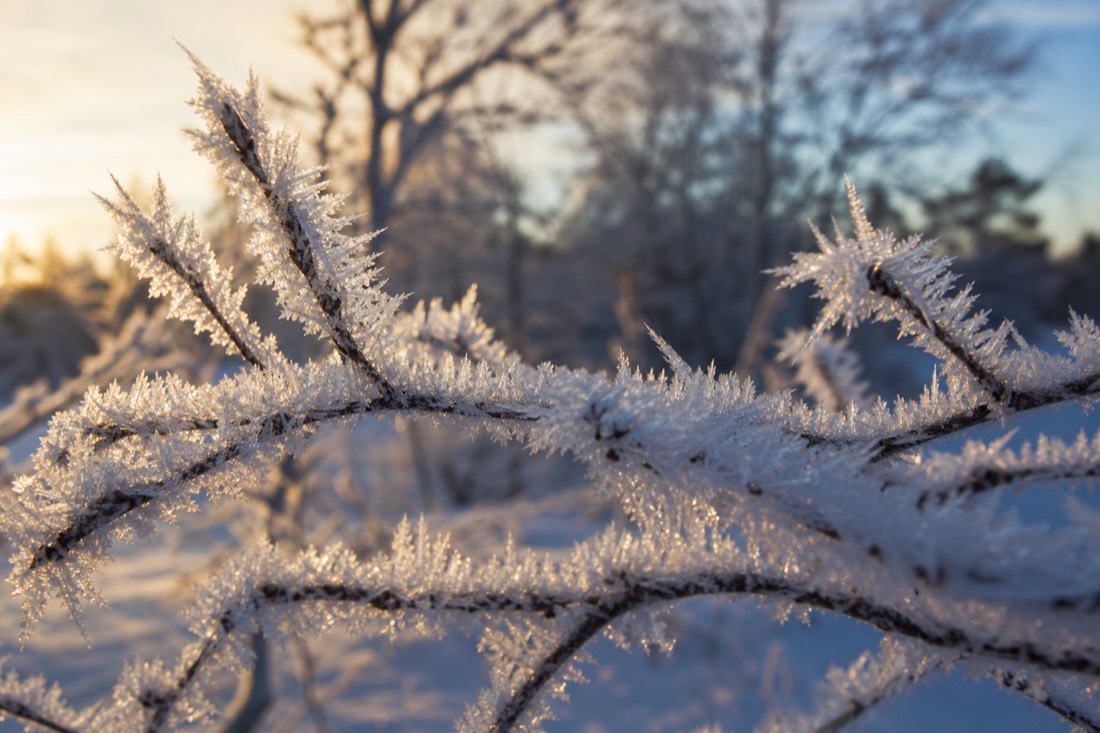 Ice crystals and hoar frost on branches in close detail, Lapland winter morning