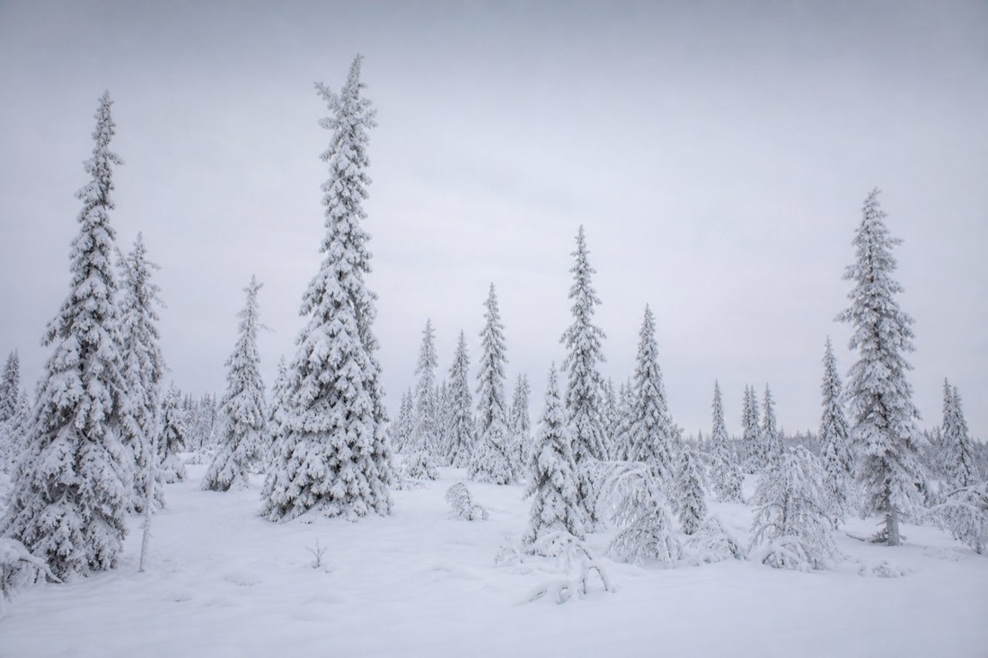 Snow-heavy spruce trees standing on a Lapland fell in flat overcast light