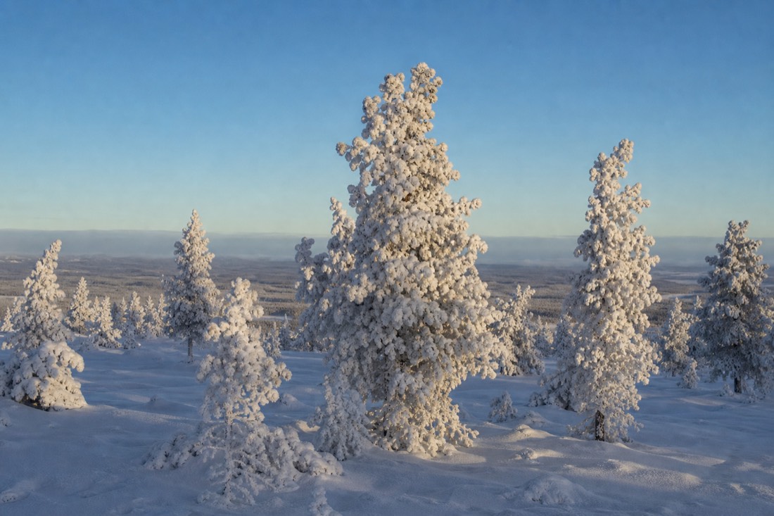 A stand of frost-covered pine on a Lapland ridge under a cold clear sky