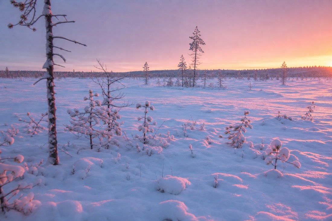 A frozen bog in Lapland at sunrise, low pink light across untouched snow