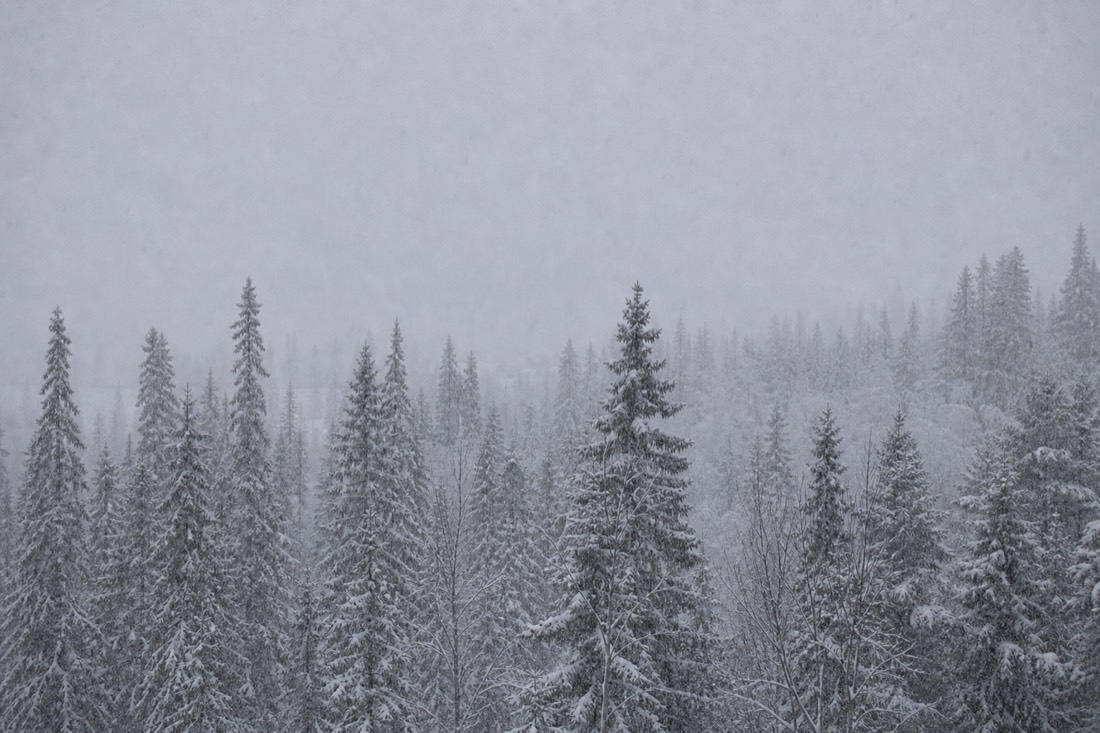 Snowfall over a dense Lapland forest, visibility short, soft grey light