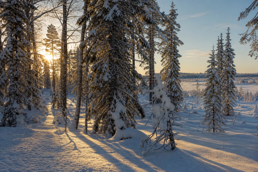 Late afternoon sun through snow-covered spruce, long shadows across a Lapland clearing