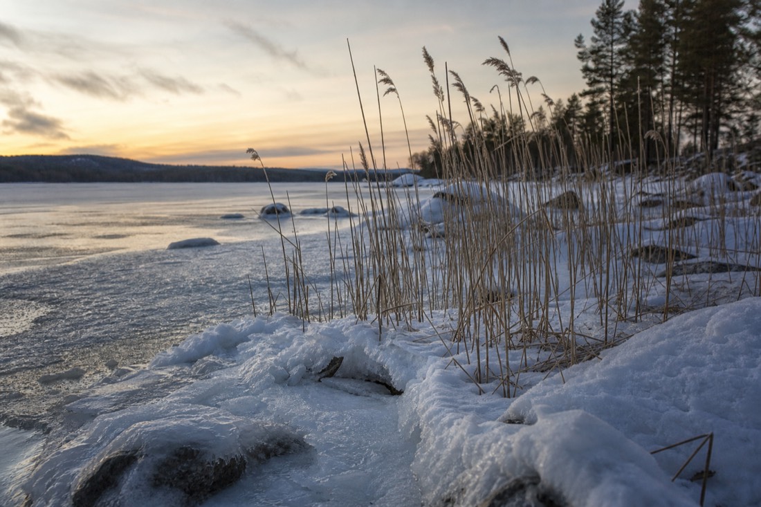 A frozen shoreline with reeds poking through snow on a Lapland lake