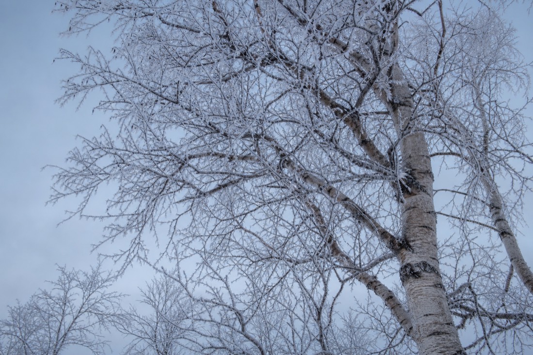 Bare Arctic birch against a pale winter sky with frost on every branch