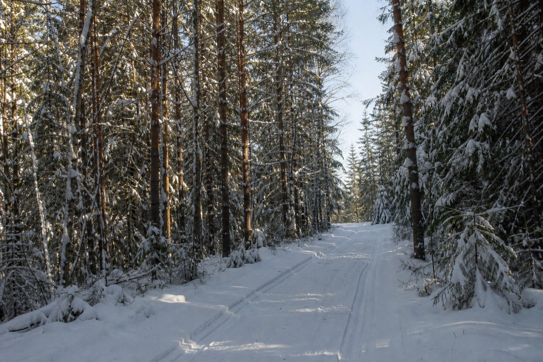 A narrow snow-covered forest road through Lapland spruce, tracks running ahead