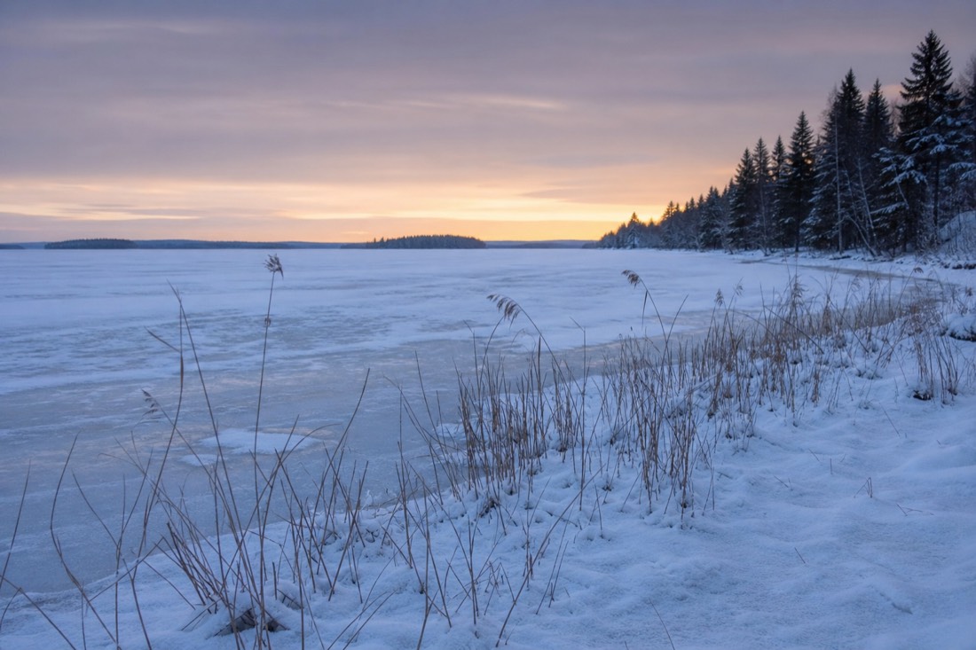 A frozen shoreline with reeds poking through snow on a Lapland lake