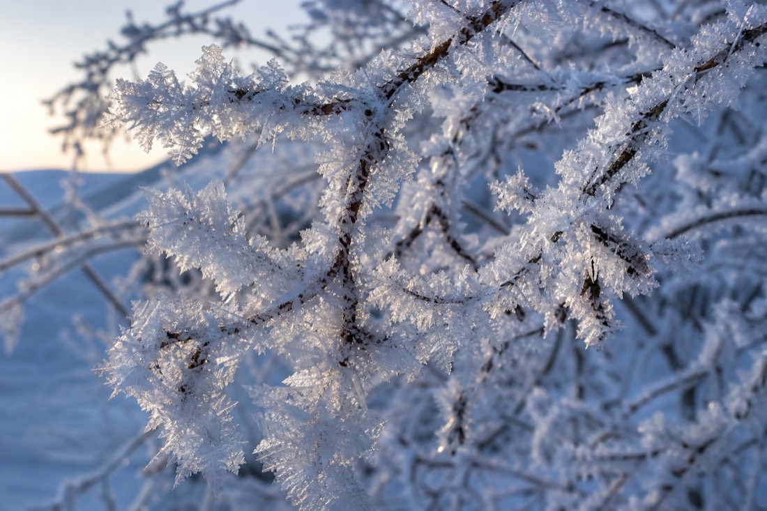 Ice crystals and hoar frost on branches in close detail, Lapland winter morning