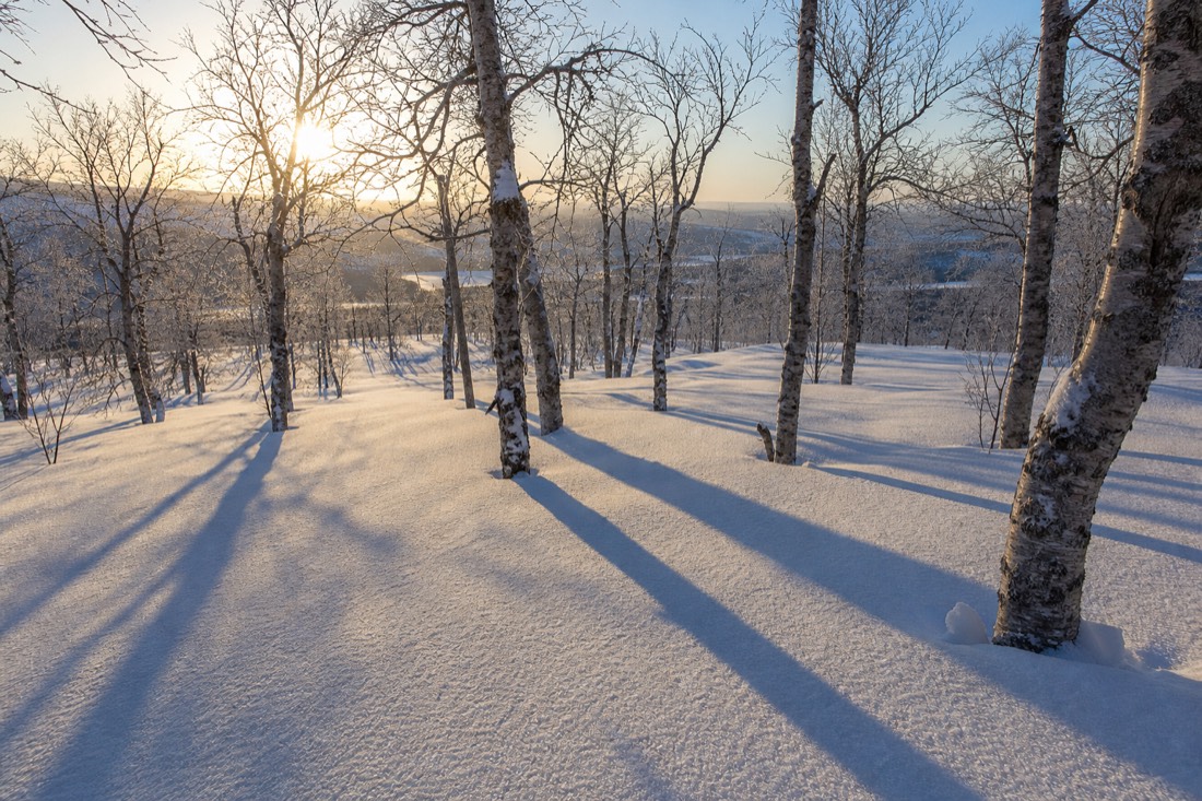Deep untouched powder in a Lapland birch stand, long blue shadows in low winter sun