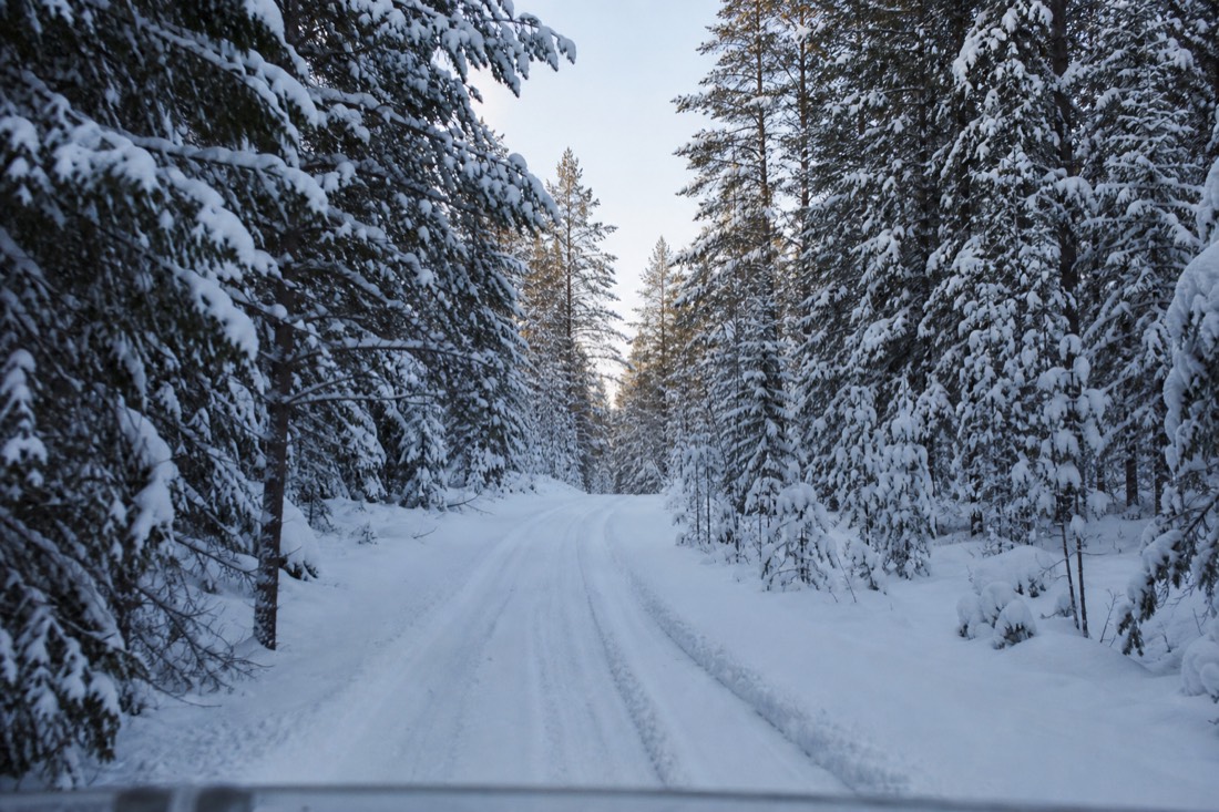 A narrow snow-covered forest road through Lapland spruce, tracks running ahead