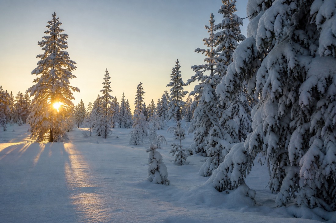 Late afternoon sun through snow-covered spruce, long shadows across a Lapland clearing