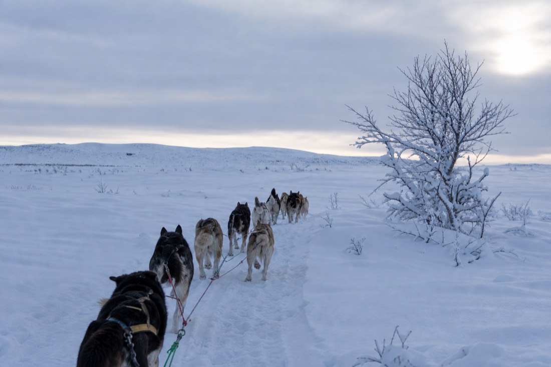 Snow-covered Finnish Lapland landscape in natural winter light