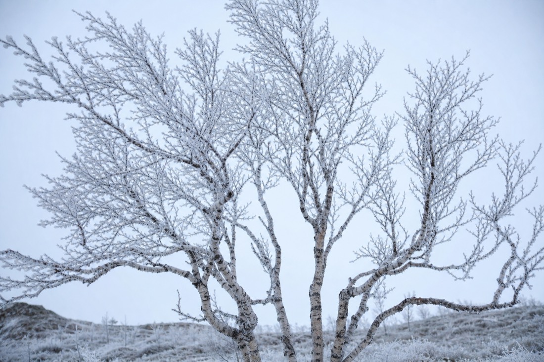 Bare Arctic birch against a pale winter sky with frost on every branch