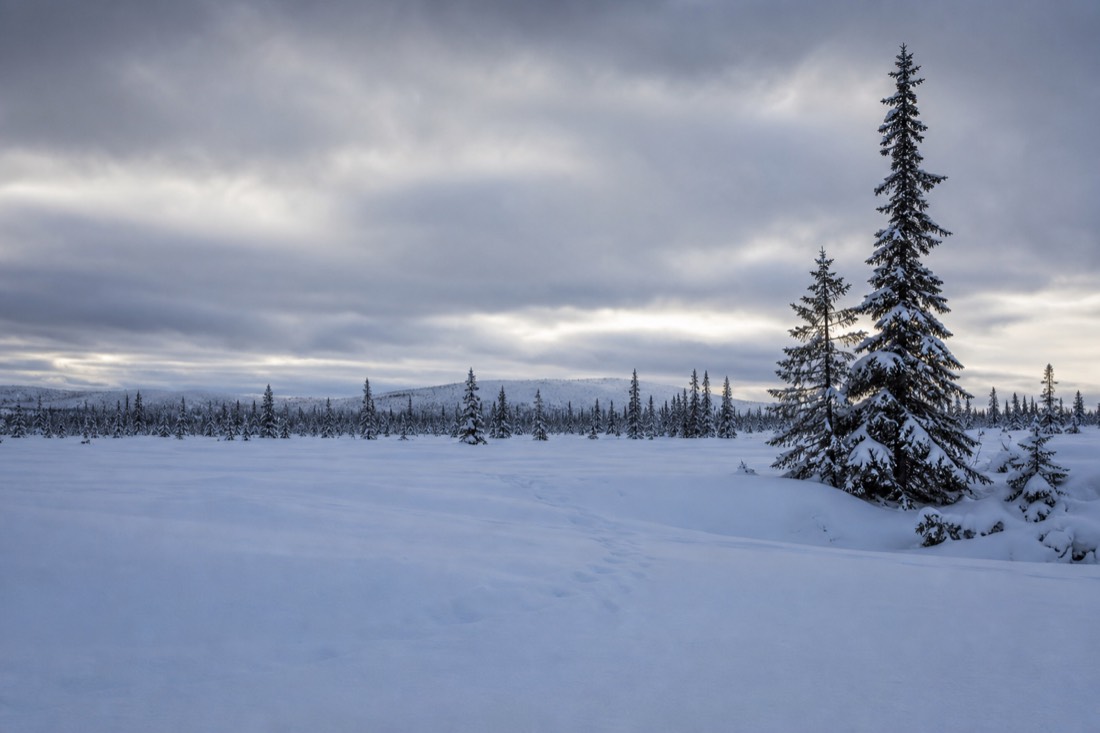 A wide open Lapland snowfield under heavy cloud, distant treeline