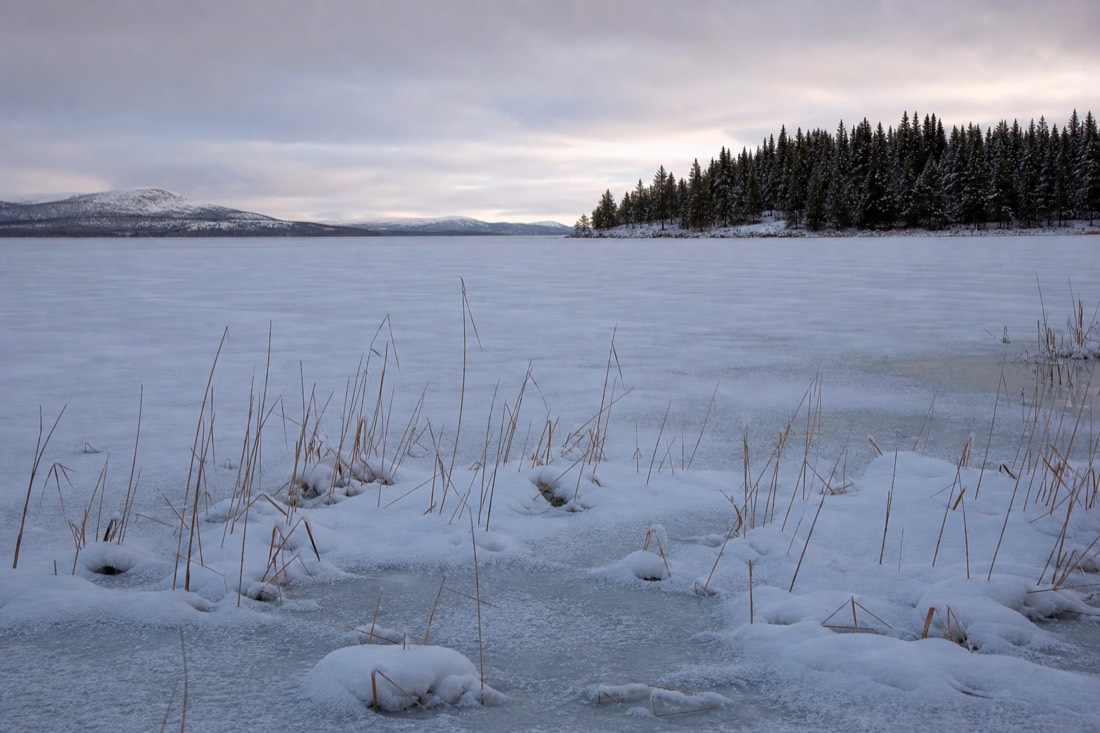 A frozen shoreline with reeds poking through snow on a Lapland lake