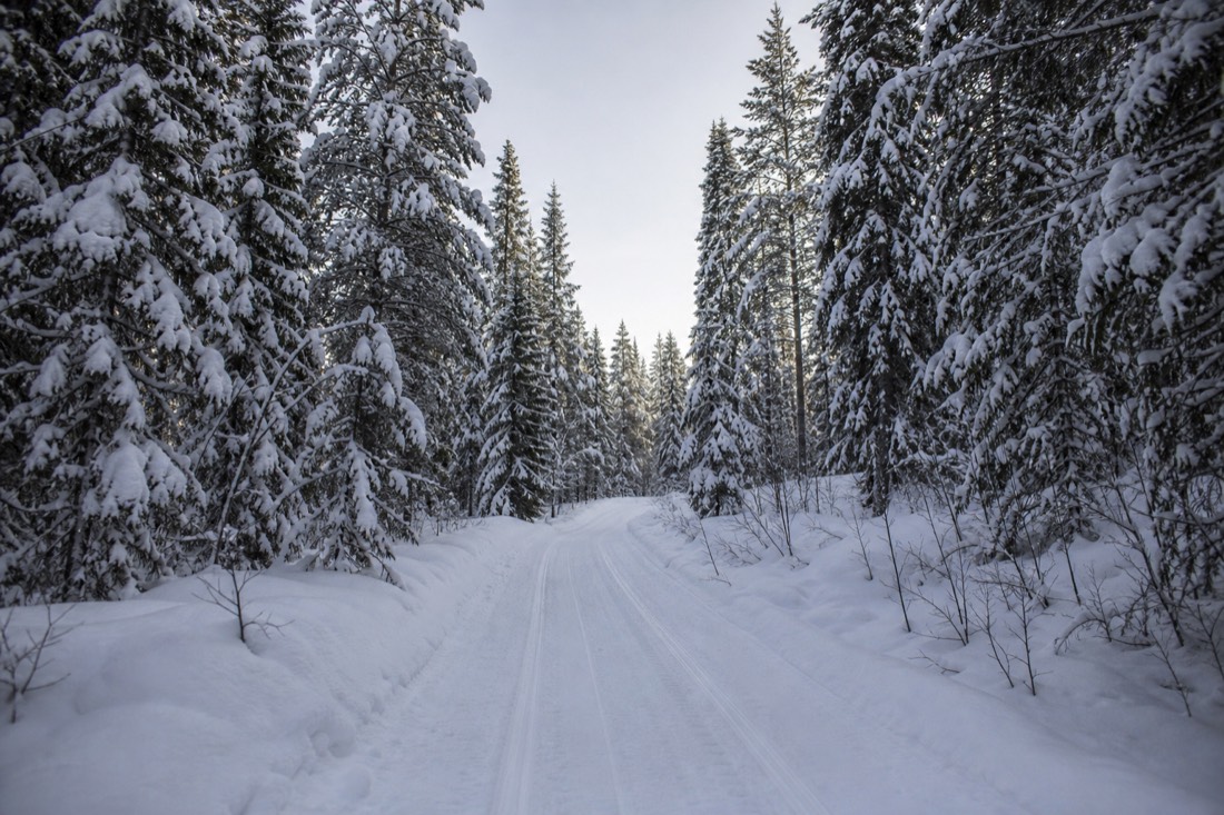 A narrow snow-covered forest road through Lapland spruce, tracks running ahead