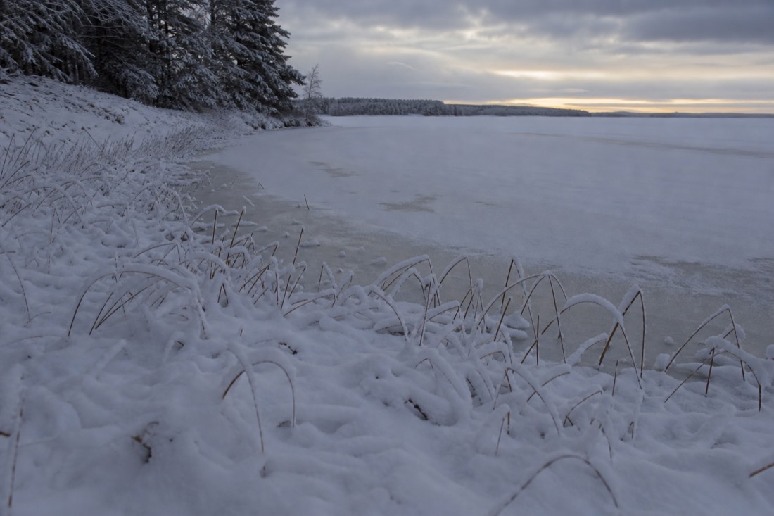 A frozen shoreline with reeds poking through snow on a Lapland lake