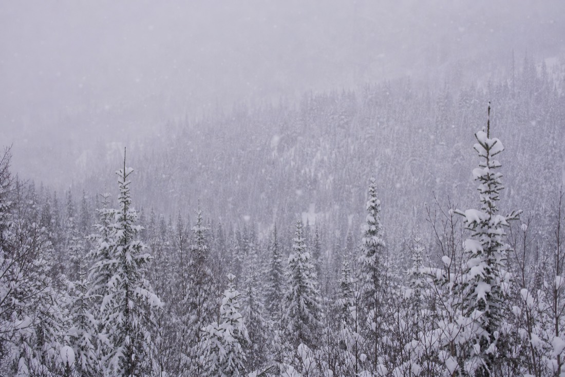 Snowfall over a dense Lapland forest, visibility short, soft grey light