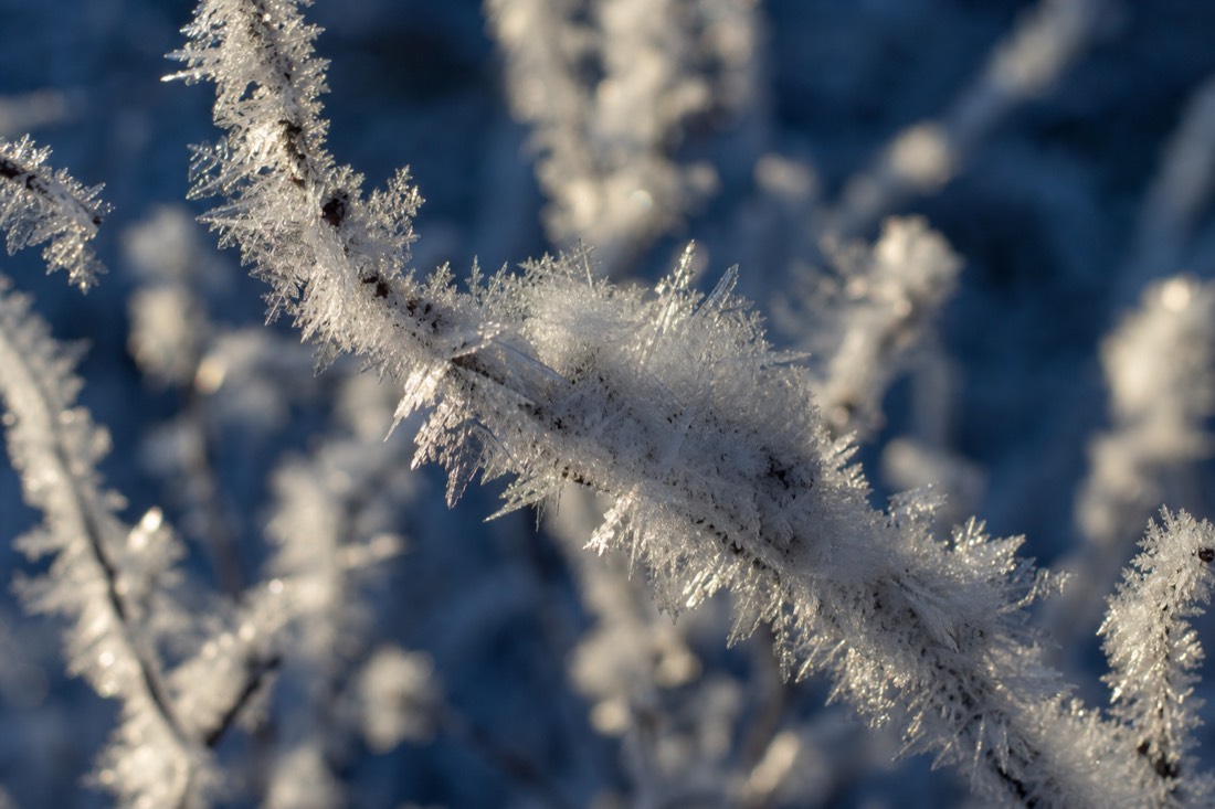 Ice crystals and hoar frost on branches in close detail, Lapland winter morning