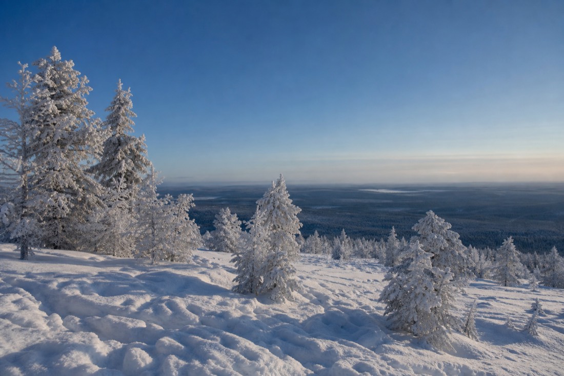 A stand of frost-covered pine on a Lapland ridge under a cold clear sky