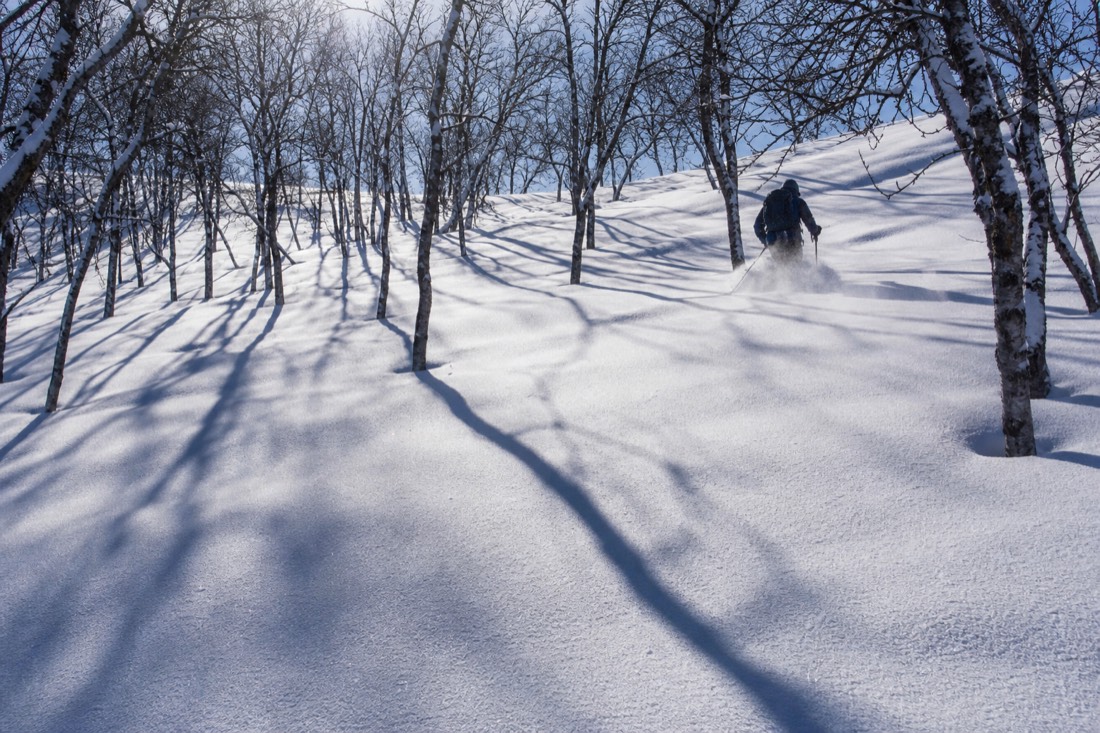 Deep untouched powder in a Lapland birch stand, long blue shadows in low winter sun