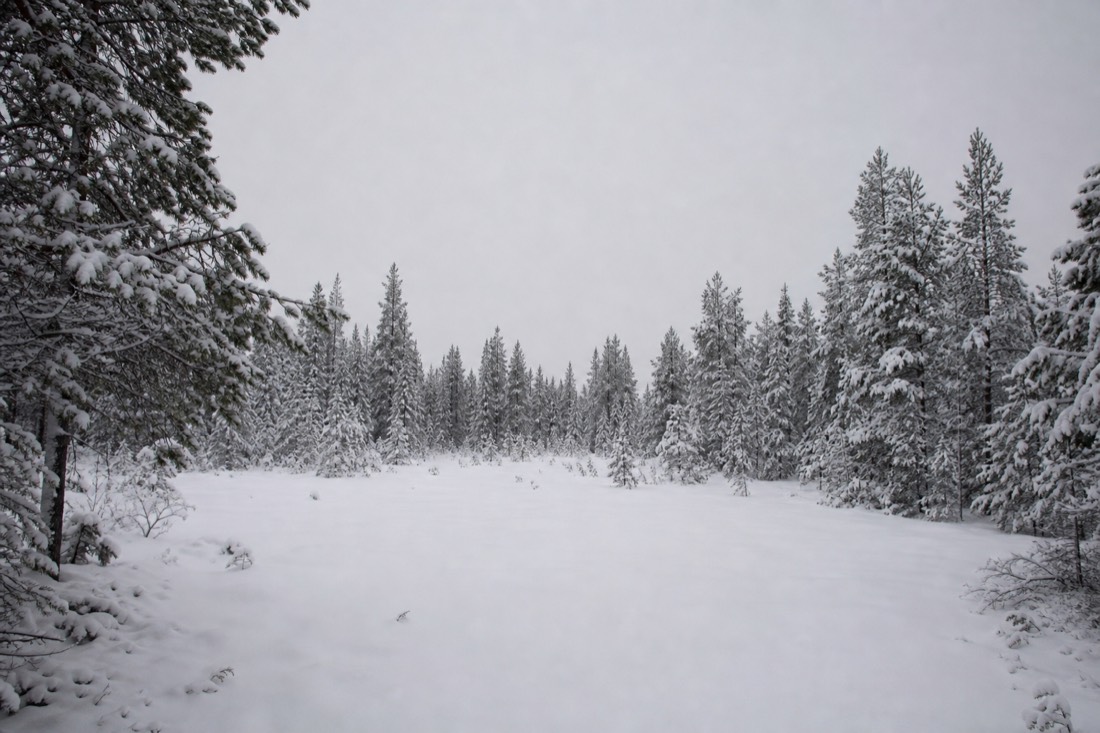 An empty snowy clearing ringed by spruce in Finnish Lapland, overcast