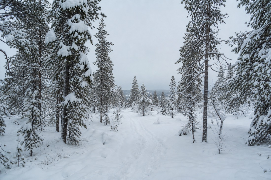 Snow-covered Finnish Lapland landscape in natural winter light