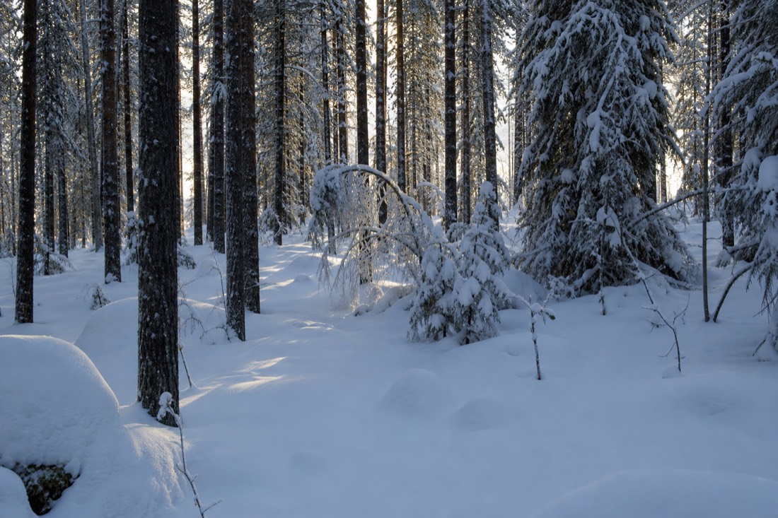 A quiet Lapland forest interior after fresh snow, no tracks anywhere