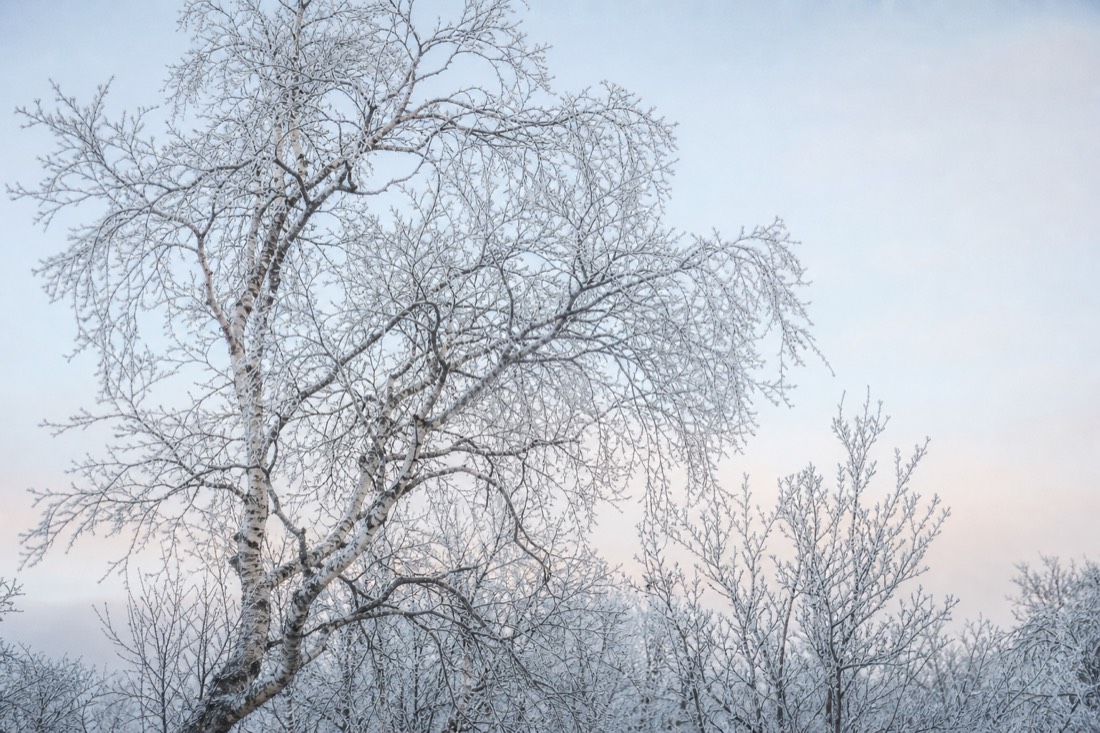 Bare Arctic birch against a pale winter sky with frost on every branch